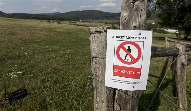 Trápí celou Evropu. Africký mor prasat ohrožuje i Česko, varuje veterinární správa