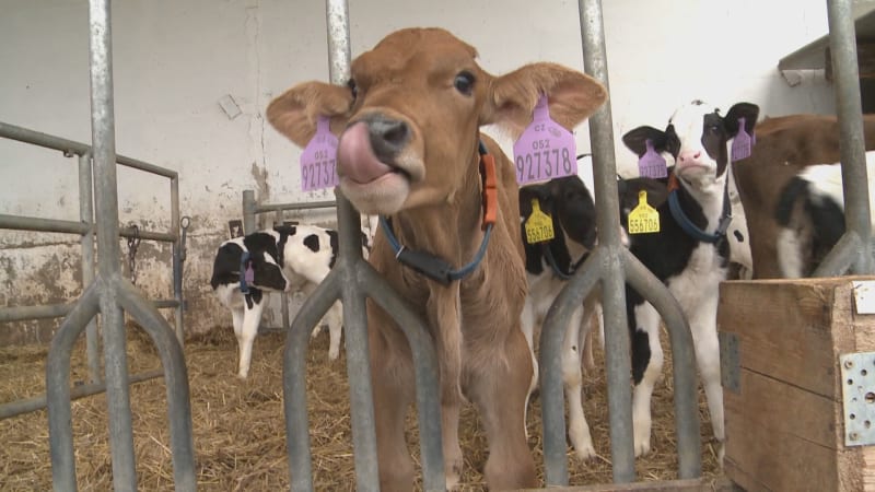 Prima farma: V Hradci Králové vybudovali unikátní mlékárnu s automatem