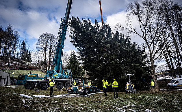 OBRAZEM: Strom pro Staromák šel k zemi za deset minut. Dřevorubci to vyměřovali několik týdnů