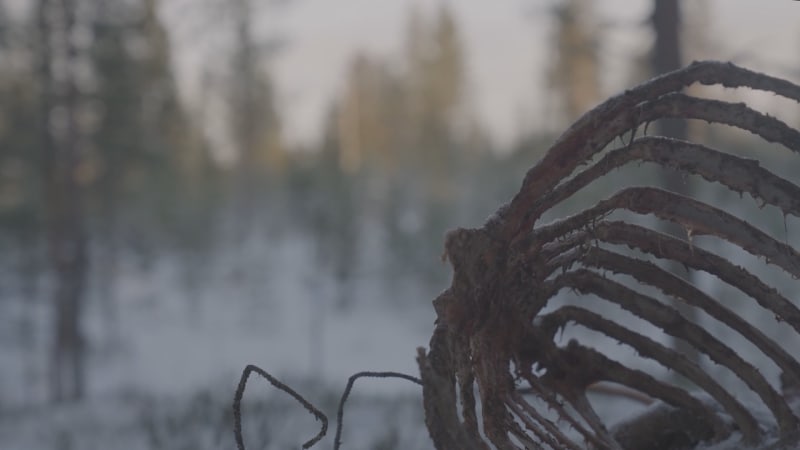 Vlci decimují populaci sobů ve Finsku. Podle místních za to může Putin