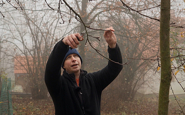 Zkušený ovocnář radí, jak správně nasbírat rouby. Do jara vydrží i v lednici