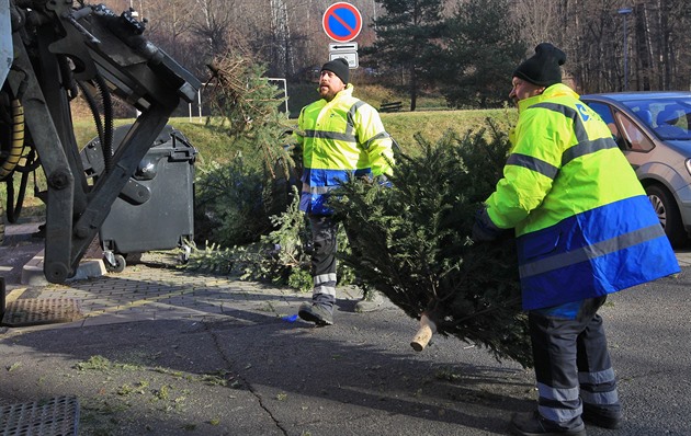 Popeláři odvážejí odstrojené vánoční stromky, skončí v městské kompostárně