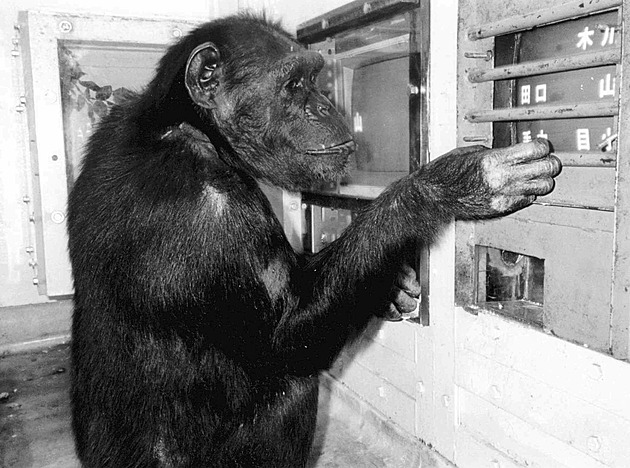 Zemřela slavná šimpanzice Ai. Vynikala inteligencí, uměla čínské znaky i latinku