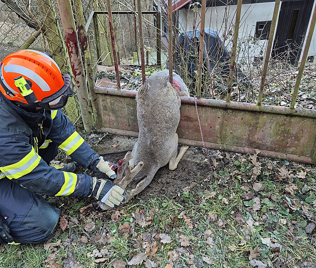 Srnec uvázl v kovové bráně, při zoufalé snaze o vysvobození se ošklivě poranil
