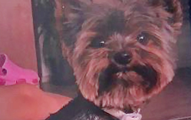 Nezvyklý únos. Ukradená fenka jorkšíra se projela přes celou republiku