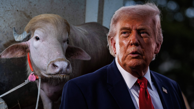 Buvol připomínající Trumpa je virálním hitem. I přes enormní zájem lidí čeká zvíře brzká smrt