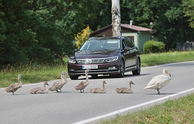 Pozor labutě! Rodinka v obci zastavuje dopravu. Upozorňuje na ni značka