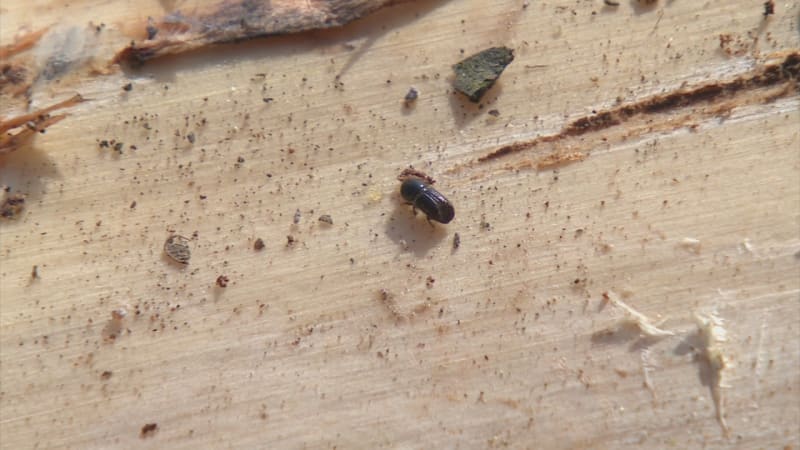 Stromy čím dál více ohrožuje sucho a kůrovec. Hrozí českým lesům další kalamita?