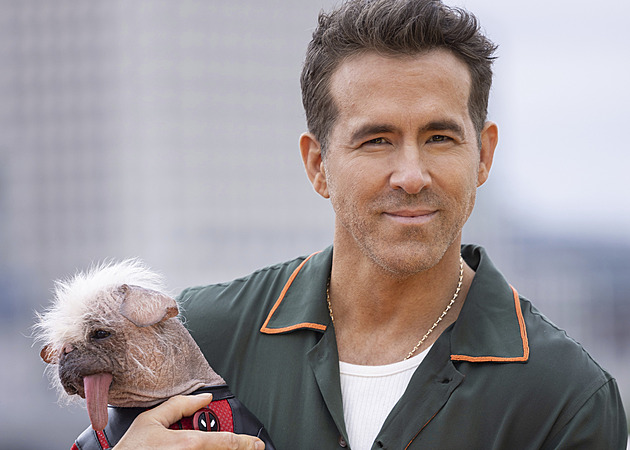 Jeho Deadpool si získal diváky. Padesátník Reynolds ale uspěl nejen v Hollywoodu